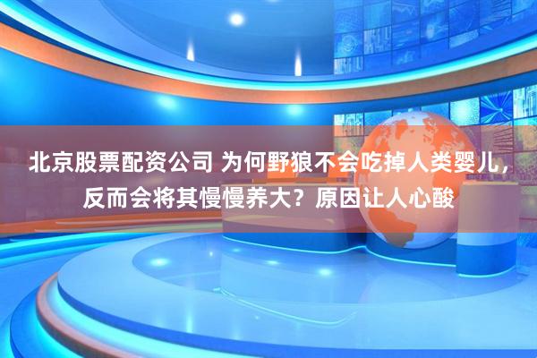 北京股票配资公司 为何野狼不会吃掉人类婴儿，反而会将其慢慢养大？原因让人心酸
